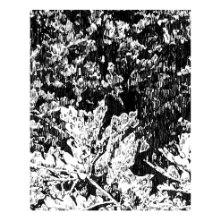 Alberi di quercia, Disegno Les Truffières