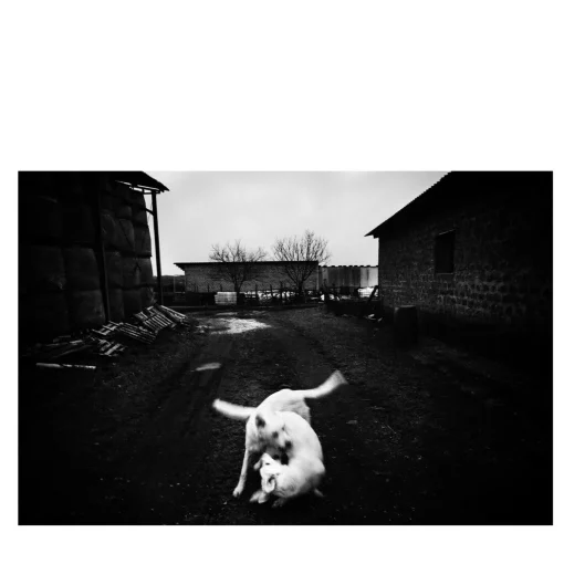 Cani che Giocano Fotografia