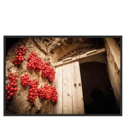 Ciliegino Rosso Fotografia
