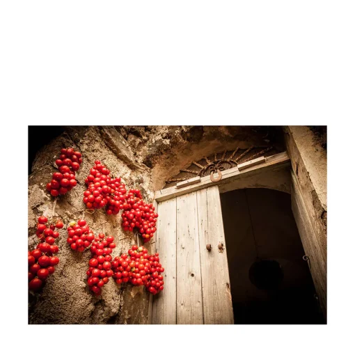 Ciliegino Rosso Fotografia