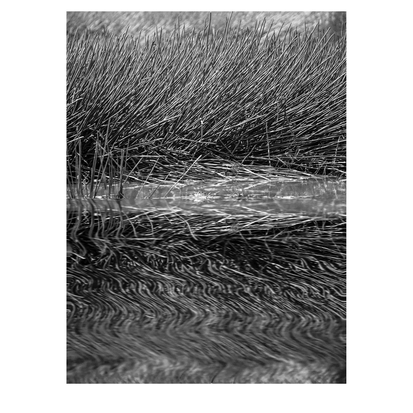 Fotografia di Bamurru