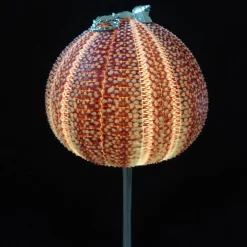 Lampada Rich-O Stella di mare