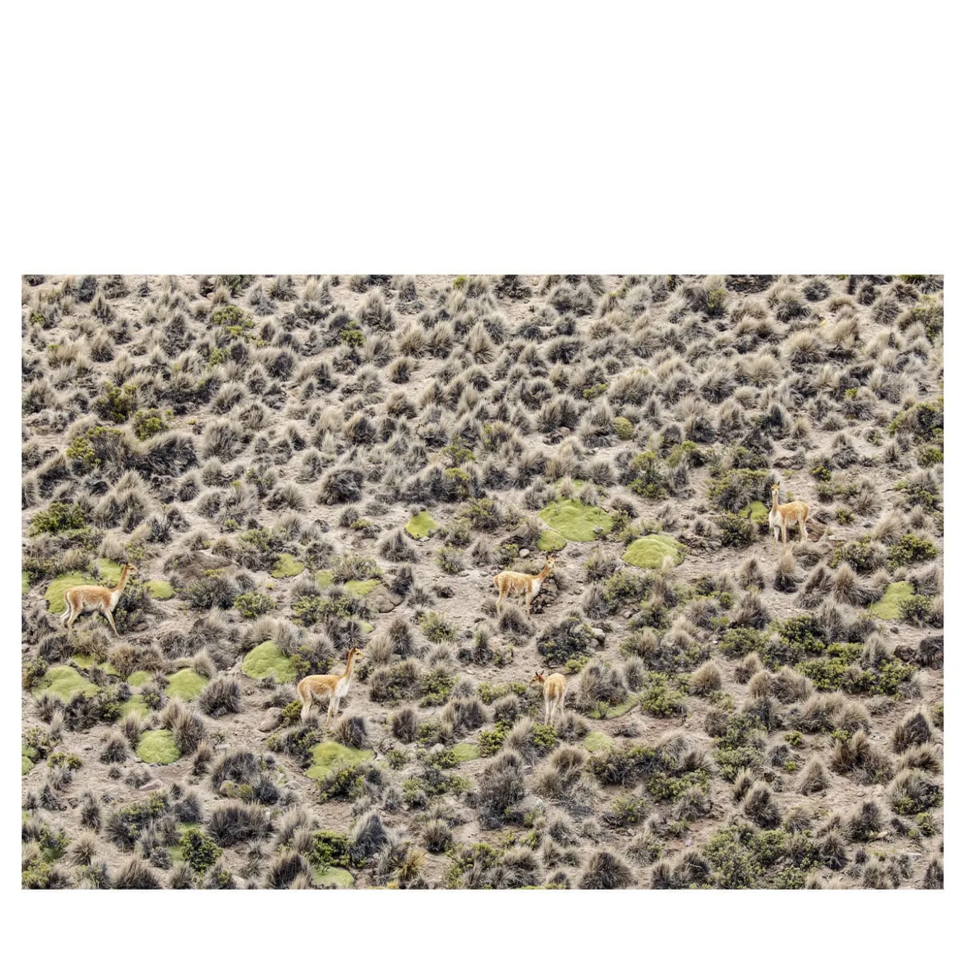 L'origine di un segreto Stampa Fine Art #4