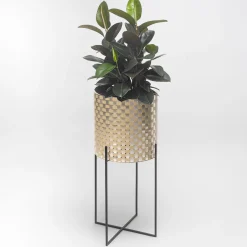 Nexum Ottico 60 Oro Chachepot