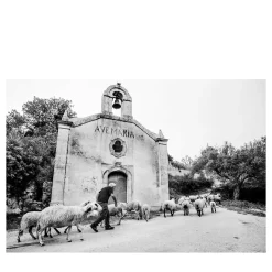 Pastore Ileo Stampa fotografica in bianco e nero