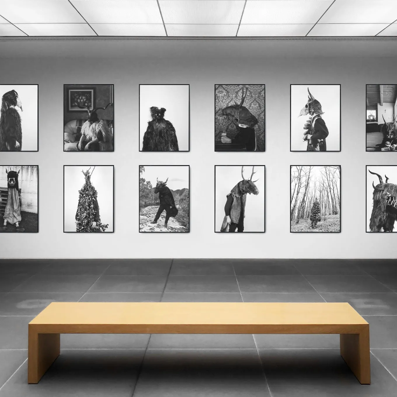 Savage Fool Bear Fotografia #08