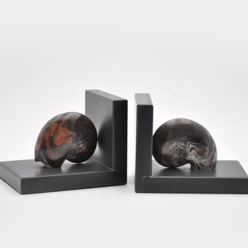 Scultura di fermalibri fossili #2 di Nino Basso
