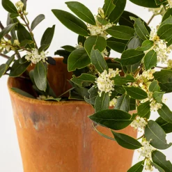 Vaso a calice arancione