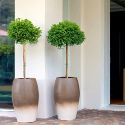 Vaso Lerici Brown