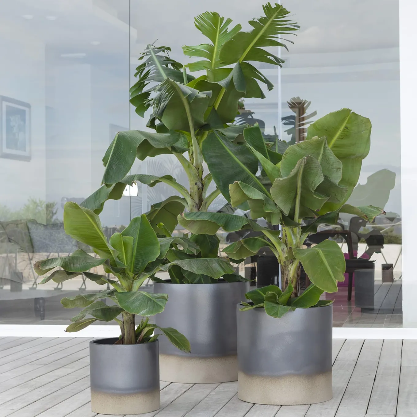 Vaso Palm Beach