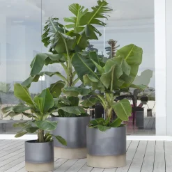 Vaso Palm Beach