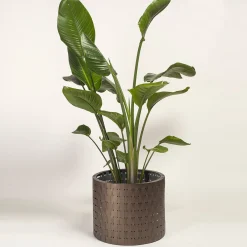Vitis Brown Medici Cachepot